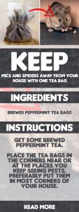 Keep Mice And Spiders Away From Your House With One Tea Bag